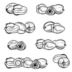 Hand-drawn Hyphaene thebaica fruits  (doum palm , gingerbread tree, zuriat ). Vector sketch illustration. 