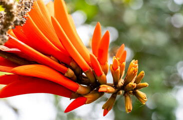 Erythrina lysistemon is a species of deciduous tree in the pea family, Fabaceae. It is native to South Africa. Common names include common coral-tree, lucky bean tree, umsintsi, muvhale, mophete, kora