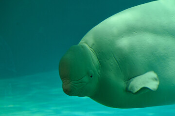 海のカナリア　ベルーガ