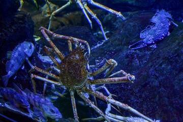 岩に張り付く大きな蟹