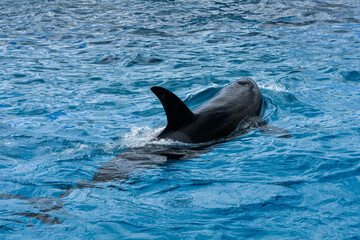 Obraz premium 水中を泳ぐシャチ
