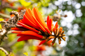 Erythrina lysistemon is a species of deciduous tree in the pea family, Fabaceae. It is native to South Africa. Common names include common coral-tree, lucky bean tree, umsintsi, muvhale, mophete, kora