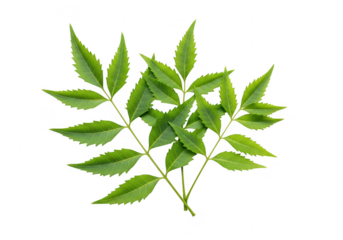 A sprig of neem leaves with multiple pointed serrated green leaflets isolated on transparent background