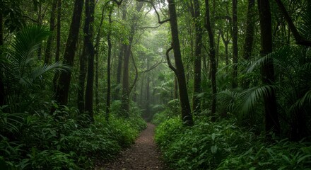 Fototapeta premium Lush jungle path