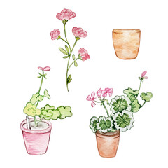 Watercolor flowers geranium in a pot, illustration of Peter Rabbit children's book