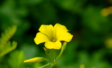 Bermuda buttercup. Oxalis pes-caprae, commonly known as African wood-sorrel, Bermuda buttercup, Bermuda sorrel, buttercup oxalis, Cape sorrel, English weed, goat's-foot, sourgrass, soursob or soursop;