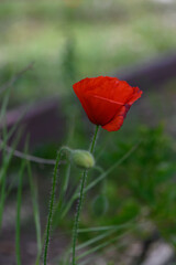 Vibrant crimson poppy blooming amidst lush green grass and soft sunlight filtering through trees