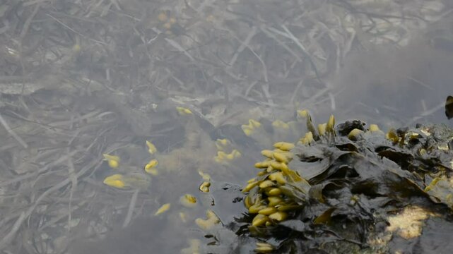 Bladderwrack Seaweed in Shallow Water &ndash; Natural Coastal Close-Up; bladderwrack seaweed with distinctive air bladders, growing on a rock in shallow coastal water; nordic nature 