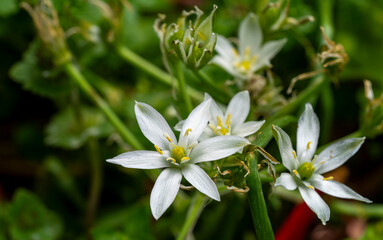 Garden star of bethlehem. Ornithogalum umbellatum, the garden star-of-Bethlehem, grass lily, nap-at-noon, or eleven-o'clock lady, a species of the genus Ornithogalum, is a perennial bulbous flowering 