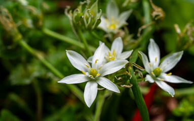 Fototapeta premium Garden star of bethlehem. Ornithogalum umbellatum, the garden star-of-Bethlehem, grass lily, nap-at-noon, or eleven-o'clock lady, a species of the genus Ornithogalum, is a perennial bulbous flowering 