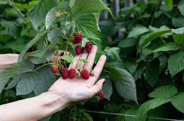 Hands gently harvesting ripe raspberries in a lush garden during summer