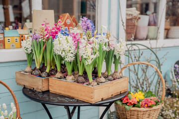 Vibrant Hyacinths in Bloom Displaying on a Table at a Floral Shop