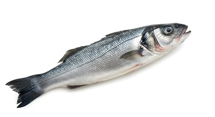 Obraz premium A whole fresh sea bass with shiny silver skin, isolated on white, highlighting its pristine quality and suitability for gourmet seafood dishes.