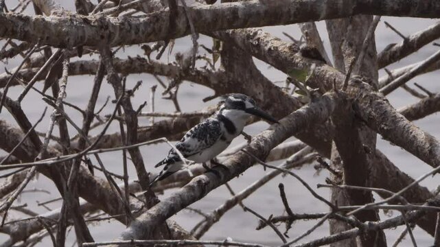 Pearched Pied Kingfisher Swallows Fish