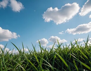 Obraz premium grass against the sky