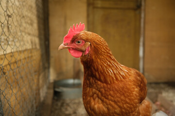 Portrait of red hen in chicken coop looking at camera. Livestock and farming.