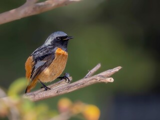 森の木陰で周りを見渡しているジョウビタキの雄