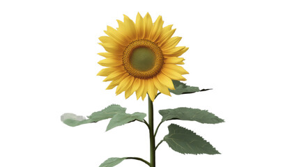 Obraz premium sunflower on white background