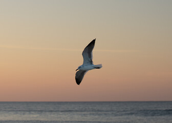 Bird in Flight at Sunrise