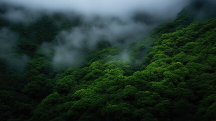 Misty mountain forest. Lush green trees shrouded in a thick fog.  A tranquil and misty landscape