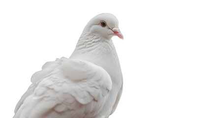 Fototapeta premium Pure Dove in Solitude: A pristine white dove stands in a moment of serene solitude, its delicate feathers and gentle gaze capturing the essence of peace and tranquility.