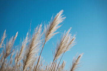 Fototapeta premium Vast golden wheat field with ripe ears, sunny rural landscape, Generative AI