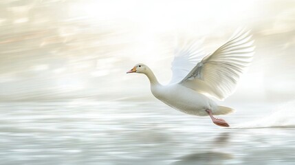 Fototapeta premium A white goose in full motion, flapping its wings gracefully as it takes off from the water's edge, with soft ripples spreading across the pond