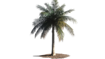 Tropical Majesty: An image of a majestic palm tree reaching toward the bright blue sky, with lush green fronds, offering a tropical vibe.