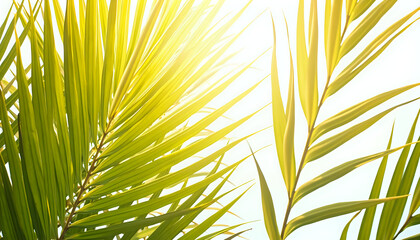 green leaves of a palm tree against the blue sky and sunlight