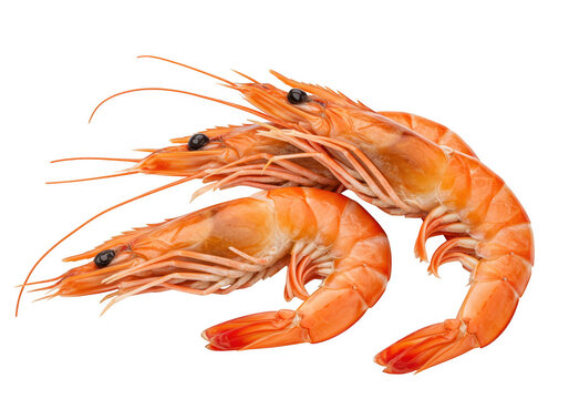 Whole shrimps with bright orange shells isolated on transparent background