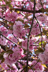 Fototapeta premium pink cherry blossom