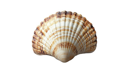 Obraz premium Seashell's Earthy Charm: Close-up of a beautifully patterned seashell, showcasing its delicate textures and natural hues in intricate detail.