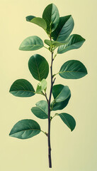 Plant stalk Branch with green leaves against a light background