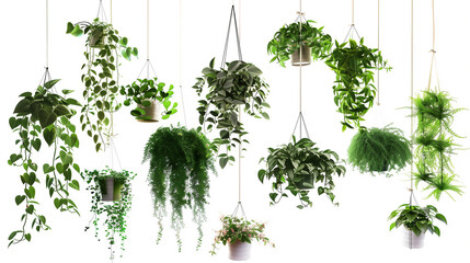 Fototapeta premium A row of hanging plants with a variety of colors and sizes. The plants are arranged in a way that creates a sense of depth and movement