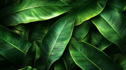 Obraz premium Lush canopy of tropical foliage revealing nature's intrinsic artistry