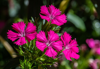 pink flower in the garden