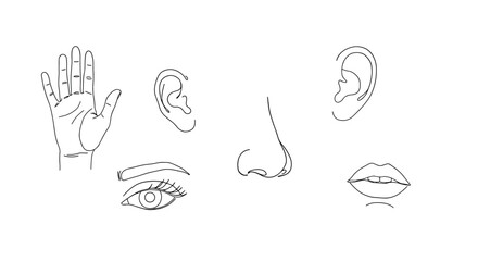 Line art of human face features: eyes, nose, ears, lips, and hand. White background    