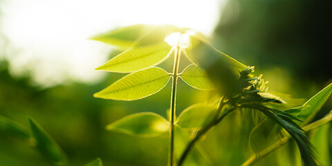 Spring green leaves with natural morning light