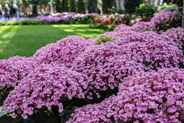 Obraz premium pink and purple flowers