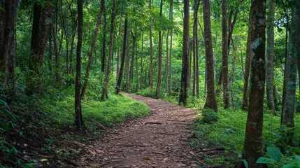 Obraz premium Nature trail exploration serene forest path image capture lush green environment ground level perspective outdoor adventure