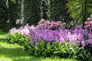 Obraz premium flowers in the garden