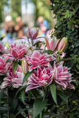 Red lily in the garden