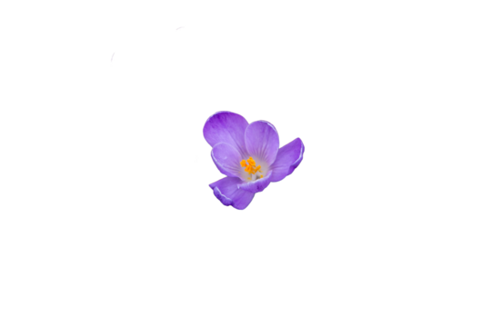 Beautiful bright purple blooming crocus isolated on white and transparent background