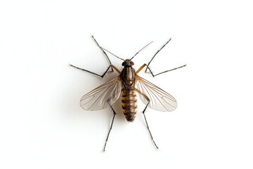 Fototapeta premium Close-up of a mosquito on a white surface revealing intricate wing patterns and body details