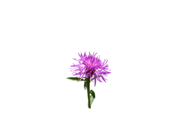 Clover (Trifolium pratense) isolated on white and transparent background