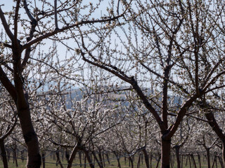 Blossoming fruit trees in a serene orchard at springtime