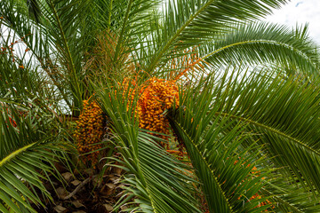 Fruits on a palm tree in October in the city of Gagra. High-quality photo of a Canary Island date palm against the sky, Abkhazia.