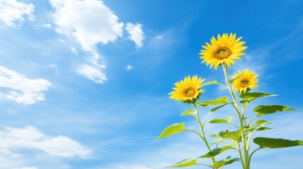 Sunflowers against a vibrant blue sky with fluffy clouds. Represents summer, nature, and happiness