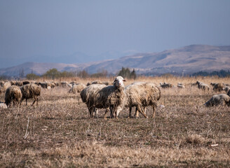 Sheep grazing in an open field under a clear sky