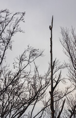 Great spotted woodpecker, dendrocopos major bird sitting on tree branch. Czech wildlife, birdwatching background